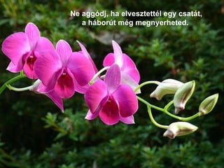 Ne aggódj, ha elvesztettél egy csatát,   a háborút még megnyerheted.   