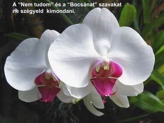 A “Nem tudom” és a “Bocsánat” szavakat  ne szégyeld  kimondani. 