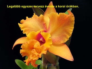 Legalább egyszer tervezz évente   a korai órákban. 