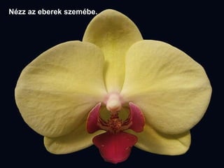 Nézz az eberek szemébe.   