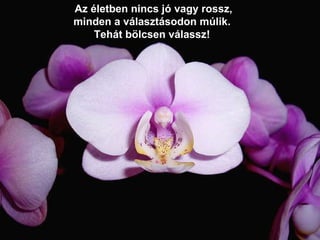 Az életben nincs jó vagy rossz, minden a választásodon múlik. Tehát bölcsen válassz! 