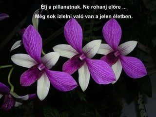 Élj a pillanatnak. Ne rohanj előre ...  Még sok ízlelni való van a jelen életben. 