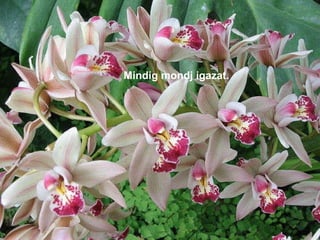 z.   Mindig mondj igazat. 