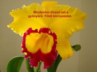 Mindenhol élvezd ezt a gyönyör ű   Földi környezetet.  