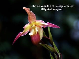 Soha ne veszítsd el  lélekjelenléted. Mélyeket lélegezz. 