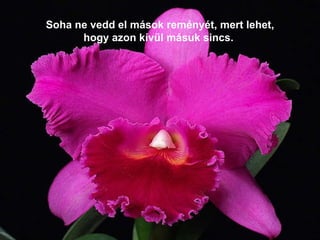 Soha ne vedd el mások reményét, mert lehet, hogy azon kívül másuk sincs.  