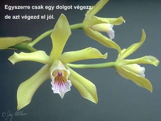 Egyszerre csak egy dolgot végezz,  de azt végezd el jól.  