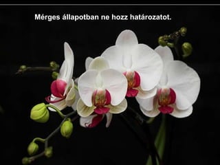 Mérges állapotban ne hozz határozatot. 