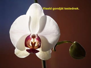 Viseld gondját testednek. 