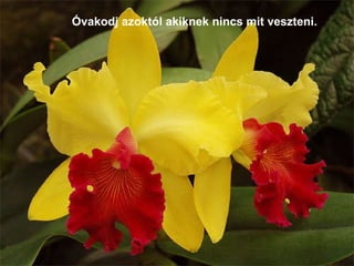 Óvakodj azoktól akiknek nincs mit veszteni.  