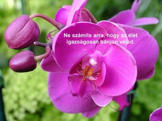 Ne számíts arra, hogy az élet igazságosan bánjon veled. 