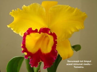 Savurează tot timpul acest minunat mediu - Terestru .  