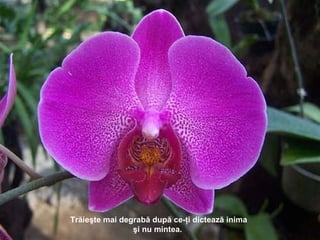 Trăieşte mai degrabă după ce-ţi dictează inima şi nu mintea .  