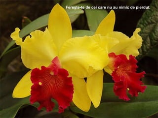 Fereşte-te de cei care nu au nimic de pierdut .  