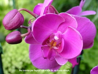 N u conta pe faptul că viaţa te va trata drept . 