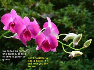 No dudes en perder
una batalla, si esto
te lleva a ganar la
guerra.
Don’t hesitate to
lose a battle, if it
can help you win
the war.
 