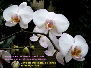 No aplaces las cosas. Haz lo que
sea preciso en el momento preciso.
Don’t procrastinate, do things
at the right time
 