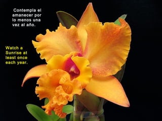Contempla el
amanecer por
lo menos una
vez al año.
Watch a
Sunrise at
least once
each year.
 