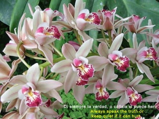 z.Di siempre la verdad, o cállala si puede herir.
Always speak the truth or
keep quiet if it can hurt.
 