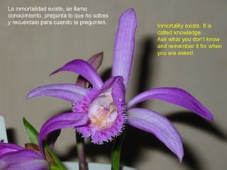 La inmortalidad existe, se llama
conocimiento, pregunta lo que no sabes
y recuérdalo para cuando te pregunten.
Inmortality exists. It is
called knowledge.
Ask what you don’t know
and remember it for when
you are asked.
 