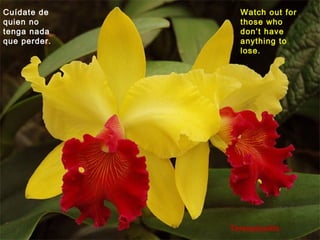 Terespópolis
Cuídate de
quien no
tenga nada
que perder.
Watch out for
those who
don’t have
anything to
lose.
 