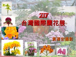 2007 台灣國際蘭花展 黃澤宏攝影 