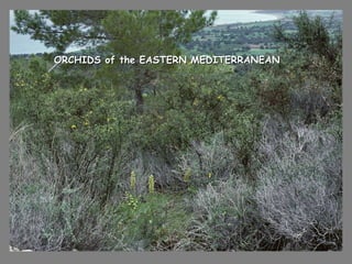 ORCHIDS of the EASTERN MEDITERRANEAN  