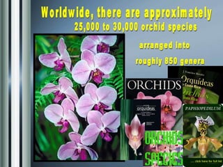 Worldwide, there are approximately  25,000 to 30,000 orchid species arranged into  roughly 850 genera 