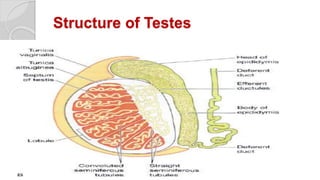 Structure of Testes
 