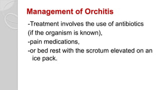 Management of Orchitis
-Treatment involves the use of antibiotics
(if the organism is known),
-pain medications,
-or bed rest with the scrotum elevated on an
ice pack.
 