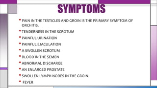 SYMPTOMS
•PAIN IN THE TESTICLES AND GROIN IS THE PRIMARY SYMPTOM OF
ORCHITIS.
•TENDERNESS IN THE SCROTUM
•PAINFUL URINATION
•PAINFUL EJACULATION
•A SWOLLEN SCROTUM
•BLOOD IN THE SEMEN
•ABNORMAL DISCHARGE
•AN ENLARGED PROSTATE
•SWOLLEN LYMPH NODES IN THE GROIN
• FEVER
 