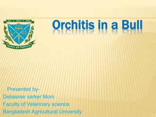Orchitis in a Bull
Presented by-
Debasree sarker Moni
Faculty of Veterinary science
Bangladesh Agricultural University
 