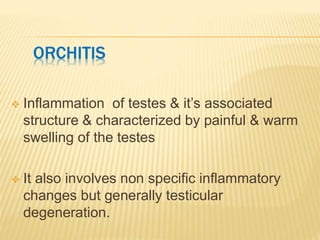 Orchitis in bull | PPTX