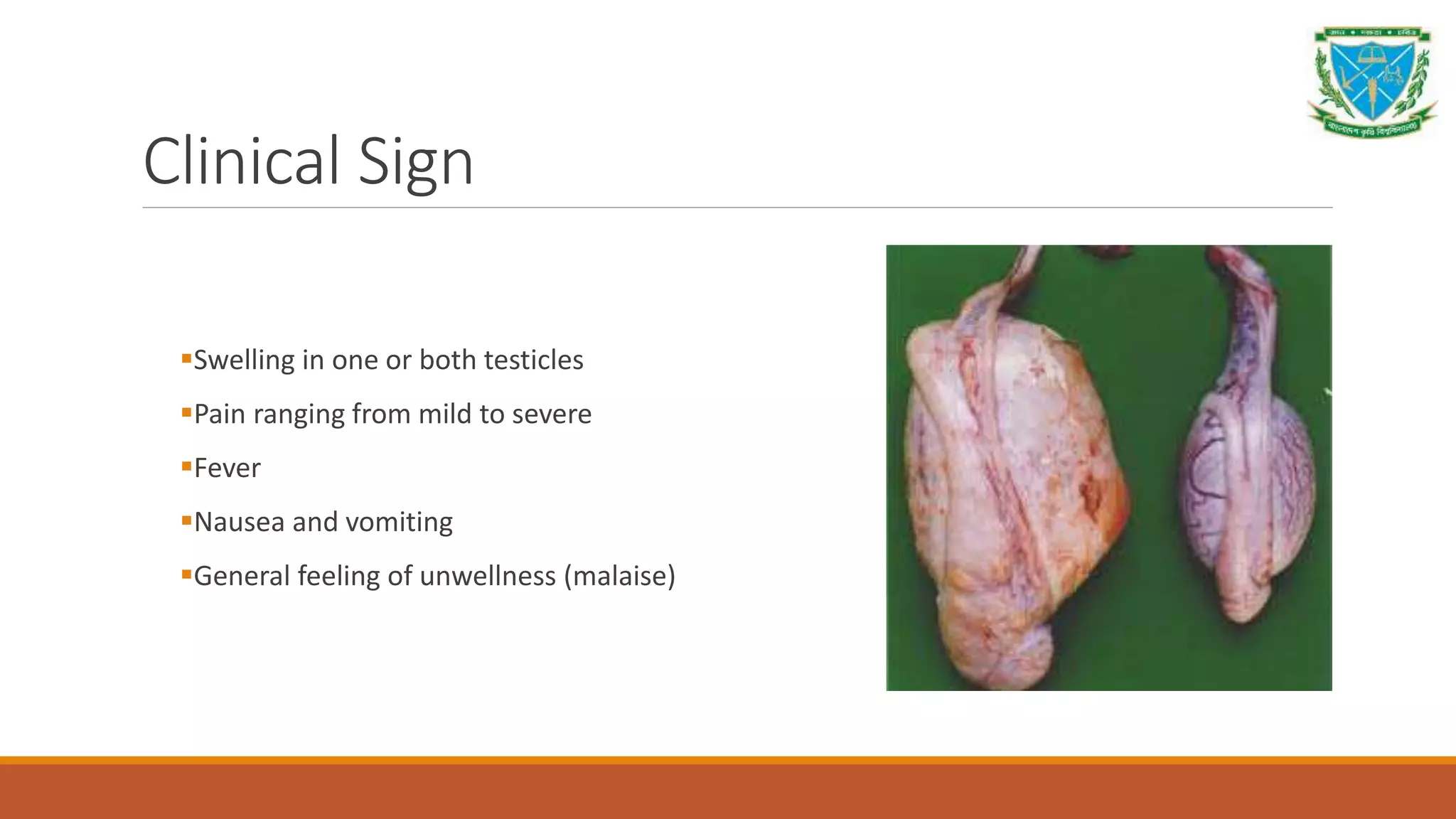 Orchitis in farm animals.pptx