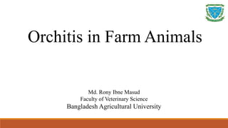 Md. Rony Ibne Masud
Faculty of Veterinary Science
Bangladesh Agricultural University
Orchitis in Farm Animals
 