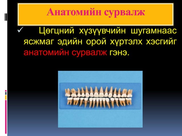 201 Хэсэг анатоми