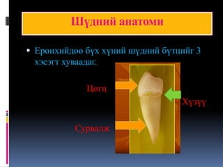201 Хэсэг анатоми | PPT
