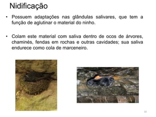Nidificação
• Possuem adaptações nas glândulas salivares, que tem a
  função de aglutinar o material do ninho.

• Colam este material com saliva dentro de ocos de árvores,
  chaminés, fendas em rochas e outras cavidades; sua saliva
  endurece como cola de marceneiro.




                                                              10
 