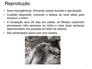 Reprodução
• Aves monogâmicas, formando casais durante a reprodução;
• Cuidado biparental, incluindo a defesa do local eleito para
  construir o ninho;
• A incubação dura 20 dias em média, os filhotes costumam
  permanecer três semanas no ninho e mais duas semanas
  dependurados nas paredes ao redor do mesmo;
• São alimentados pelos pais com insetos.




                                                                11
 