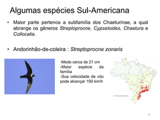 Algumas espécies Sul-Americana
• Maior parte pertence a subfamília dos Chaeturinae, a qual
  abrange os gêneros Streptoprocne, Cypseloides, Chaetura e
  Collocalia.


• Andorinhão-de-coleira : Streptoprocne zonaris

                      -Mede cerca de 21 cm
                      -Maior   espécie    da
                      família
                      -Sua velocidade de vôo
                      pode alcançar 100 km/h




                                                          13
 