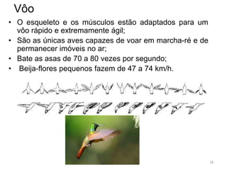 Vôo
• O esqueleto e os músculos estão adaptados para um
  vôo rápido e extremamente ágil;
• São as únicas aves capazes de voar em marcha-ré e de
  permanecer imóveis no ar;
• Bate as asas de 70 a 80 vezes por segundo;
• Beija-flores pequenos fazem de 47 a 74 km/h.




                                                         18
 