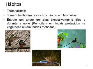 Hábitos
• Teritorialistas;
• Tomam banho em poças no chão ou em bromélias;
• Entram em torpor em dias excessivamente frios e
  durante a noite (Pernoitam em locais protegidos na
  vegetação ou em fendas rochosas)




                                                       19
 