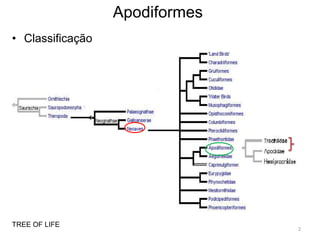 Apodiformes
• Classificação




TREE OF LIFE
                                2
 