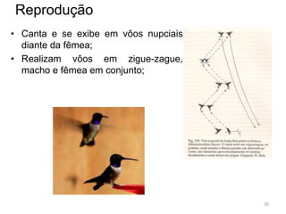 Reprodução
• Canta e se exibe em vôos nupciais
  diante da fêmea;
• Realizam vôos em zigue-zague,
  macho e fêmea em conjunto;




                                      20
 