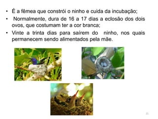 • É a fêmea que constrói o ninho e cuida da incubação;
• Normalmente, dura de 16 a 17 dias a eclosão dos dois
  ovos, que costumam ter a cor branca;
• Vinte a trinta dias para saírem do ninho, nos quais
  permanecem sendo alimentados pela mãe.




                                                         21
 