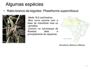 Algumas espécies
• Rabo-branco-de-bigodes: Phaethornis superciliosus

                -Mede 16,5 centímetros;
                -Bico curvo enorme com a
                base da mandíbula rosa ou
                vermelha;
                -Comum no sub-bosque de
                florestas       altas      e
                principalmente de capoeiras.



                                               Amazônia, Bolívia e México




                                                                            22
 