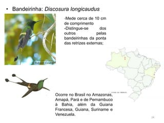 • Bandeirinha: Discosura longicaudus
                      -Mede cerca de 10 cm
                      de comprimento
                      -Distingue-se       dos
                      outros            pelas
                      bandeirinhas da ponta
                      das retrizes externas;




                  Ocorre no Brasil no Amazonas,
                  Amapá, Pará e de Pernambuco
                  à Bahia, além da Guiana
                  Francesa, Guiana, Suriname e
                  Venezuela.
                                                  24
 