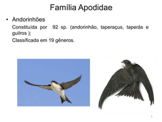 Família Apodidae
• Andorinhões
  Constituída por 92 sp. (andorinhão, taperaçus, taperás e
  guilros );
  Classificada em 19 gêneros.




                                                             3
 
