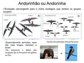 Andorinhão ou Andorinha
Evolução convergente para o nicho ecológico que ambos os grupos
ocupam.




 -Essencialmente aerícolas, asas      Família Hirundinidae (Passeriformes)
 são mais longas, estreitas e
 duras.
 -Pés pequenos e dedos são
 incapazes de se firmarem em galhos                  x
 ou fios.

                                                                             5
 