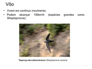 Vôo
• Vivem em contínuo movimento;
• Podem alcançar 150km/h (espécies                     grandes   como
  Streptoprocne).




         Taperuçu-de-coleira-branca (Streptoprocne zonaris)

                                                                        7
 